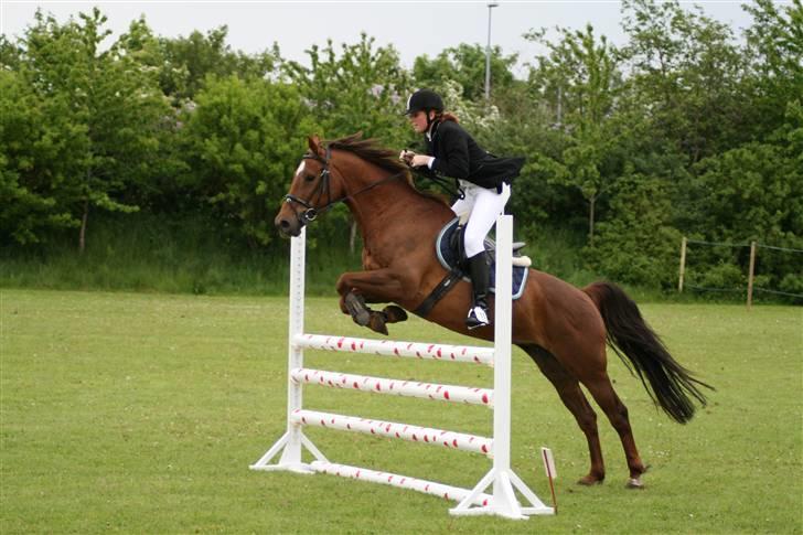 Dansk Varmblod Little Dream billede 14