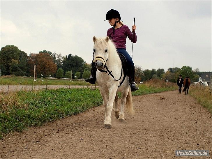 Anden særlig race Skimmel †  miss you † - 4) Bidløs tur med Rikke. Foto: AS 1000 tak! billede 4