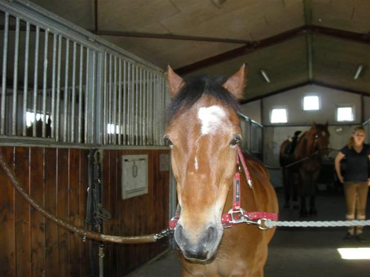 Anden særlig race Laban |*Mit ét og alt<3*| - Er han ikke nusser? <´33 Foto Mig (Mikala) billede 8