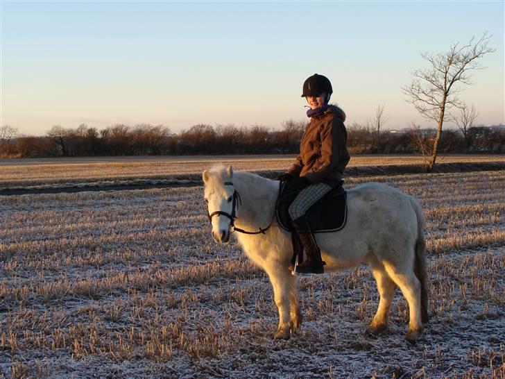 Welsh Mountain (sec A) Lollipop':* billede 14