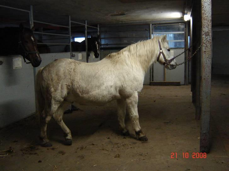 Welsh Mountain (sec A) Lollipop':* billede 15