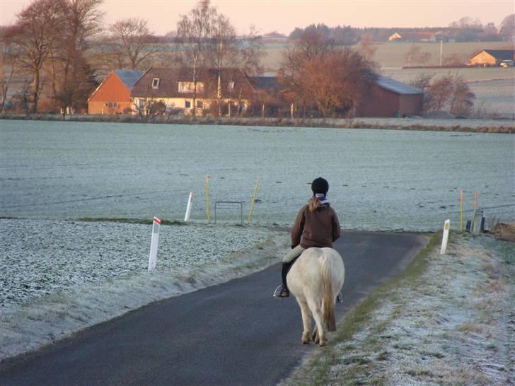 Welsh Mountain (sec A) Lollipop':* billede 16