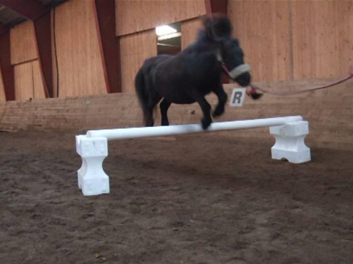 Shetlænder Tulle - Tulle springer :) billede 12