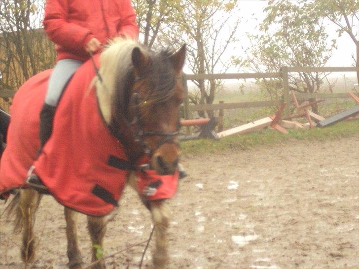 Anden særlig race Malou - GL part!! - dressur træning<3 billede 3
