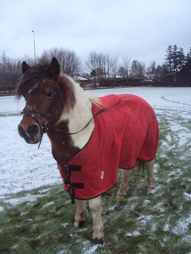 Anden særlig race Malou - GL part!! - Malou hygger sig billede 5