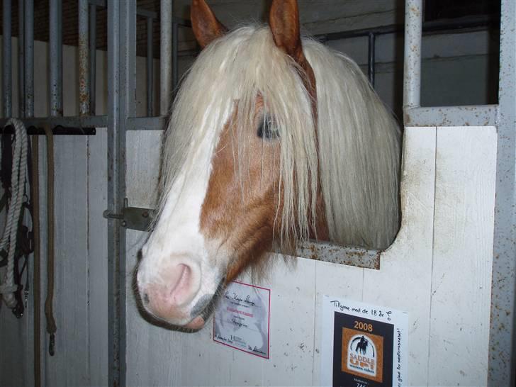 Haflinger SternPrinz - hænger ud... billede 10