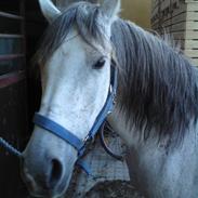 Arabisk fuldblod (OX) Løkkegårds Belissa GL Par