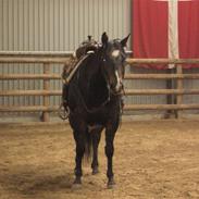 Quarter JMC Brodway Rocky