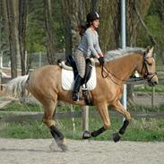 Palomino Golden Delicious R.I.P:'(