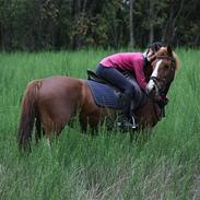 Anden særlig race Bertha(solgt)