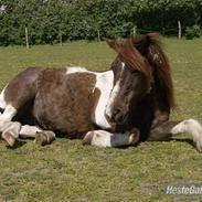 Anden særlig race kiwi