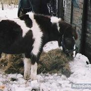 Anden særlig race kiwi