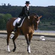 Dansk Varmblod Lillegårdens Lexus SOLGT