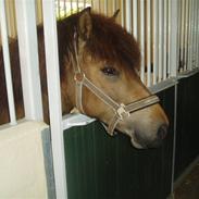 Islænder Sleipnir fra Gudumlund