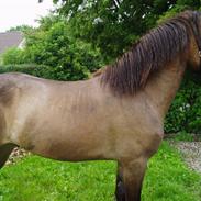 Islænder Sleipnir fra Gudumlund