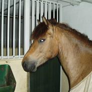 Islænder Sleipnir fra Gudumlund