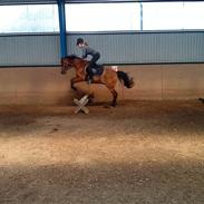 Hollandsk Sportspony Kasper