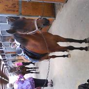 Hollandsk Sportspony Kasper