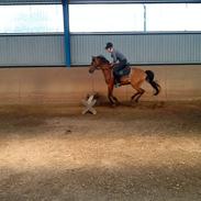 Hollandsk Sportspony Kasper