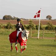 Welsh Pony af Cob-type (sec C) Lyngvejens Favorit solgt