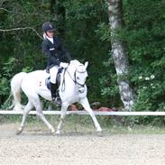 Welsh Pony af Cob-type (sec C) Lyngvejens Favorit solgt