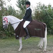 Welsh Pony af Cob-type (sec C) Lyngvejens Favorit solgt