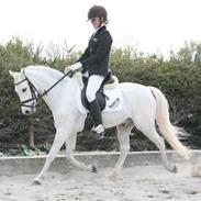 Welsh Pony af Cob-type (sec C) Lyngvejens Favorit solgt