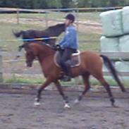 DSP Cashmir Damgård