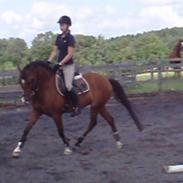 DSP Cashmir Damgård