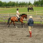 DSP Cashmir Damgård