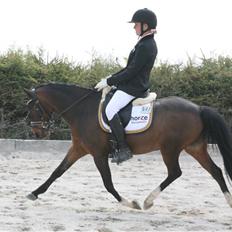 Welsh Pony af Cob-type (sec C) Hoelgårds Thowra (solgt)