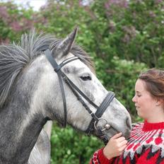 New Forest Mølgaards Zafir