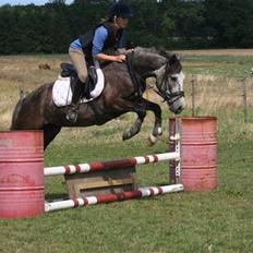 New Forest Mølgaards Zafir