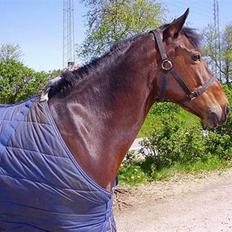 New Forest Cirkeline 