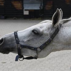 Anden særlig race Sweet Niquita (ik mere)