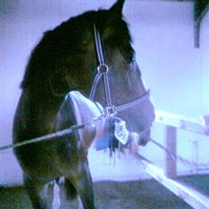 Dansk Varmblod Shawanna *R.I.P*