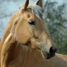 Palomino Golden Delicious R.I.P:'(