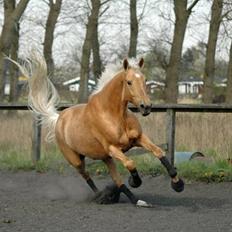 Palomino Golden Delicious R.I.P:'(