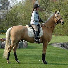 Palomino Golden Delicious R.I.P:'(