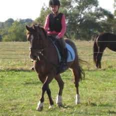 Anden særlig race Felipe<3 (solgt)