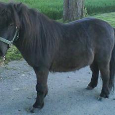 Shetlænder Bimmer R.I.P