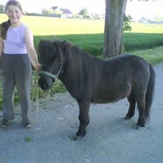 Shetlænder Bimmer R.I.P