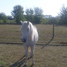 Anden særlig race Kasmir