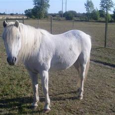 Anden særlig race Kasmir