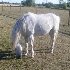 Anden særlig race Kasmir