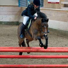 Welsh Pony (sec B) Bjerregårds Sergeant *solgt*