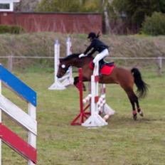 Welsh Pony (sec B) Bjerregårds Sergeant *solgt*