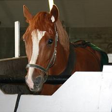 Tysk Sportspony Golden flame R.I.P