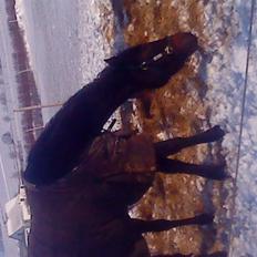 Traver Jette. *savnet* :/ <3.