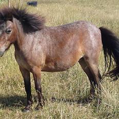 Dansk Miniature Minibo's Nektarin (Nelly)